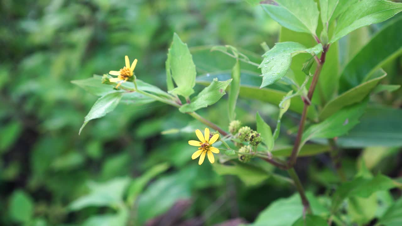 开花的双生花视频下载