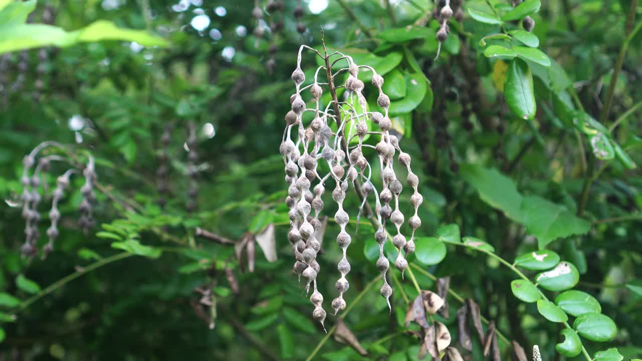 苦豆子干豆荚视频素材