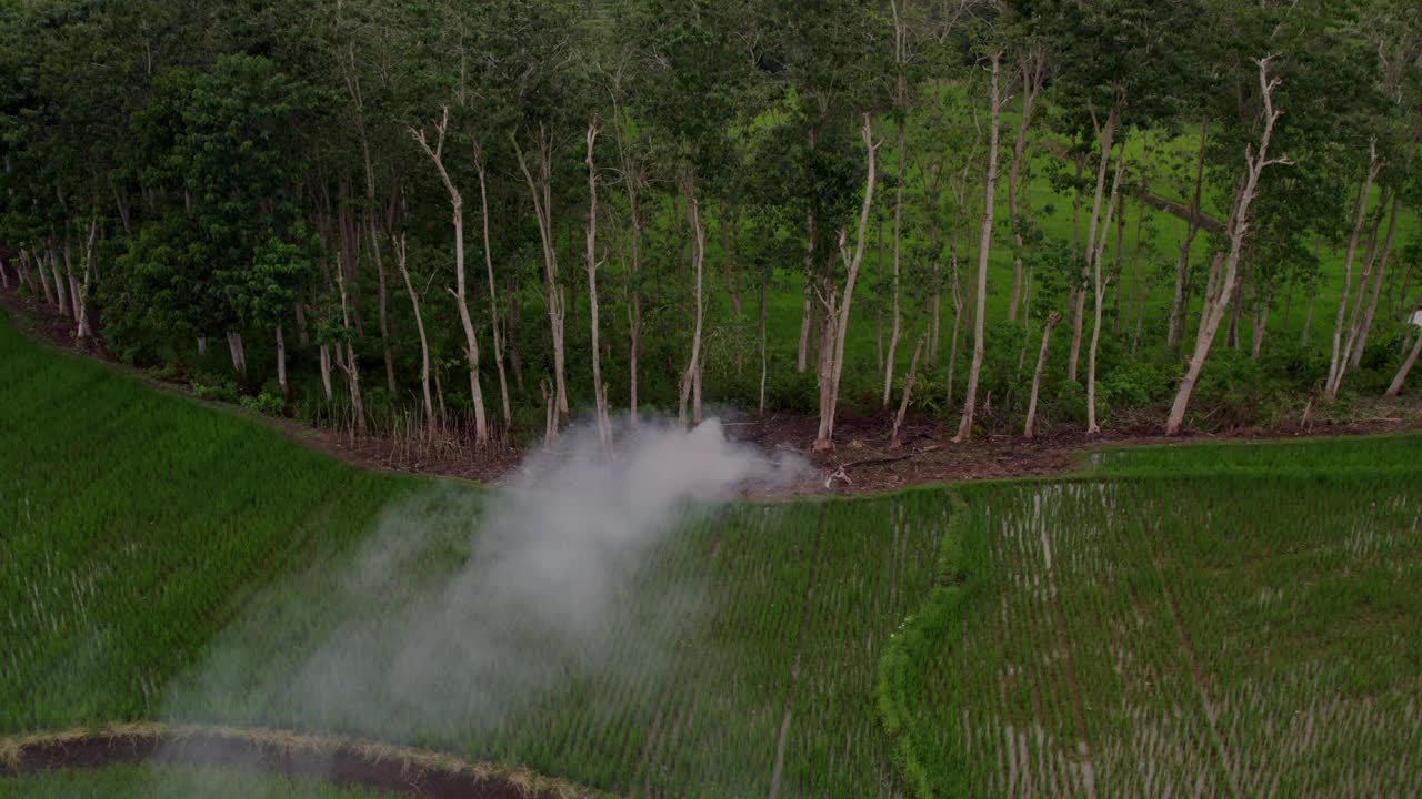 鸟瞰稻田和棕榈树，烟雾缭绕，印度尼西亚。视频素材