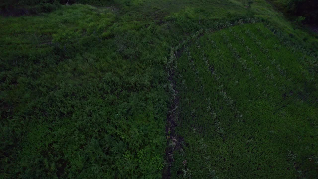 鸟瞰印尼松巴岛拉帕尔山的绿色植物和山丘。视频素材