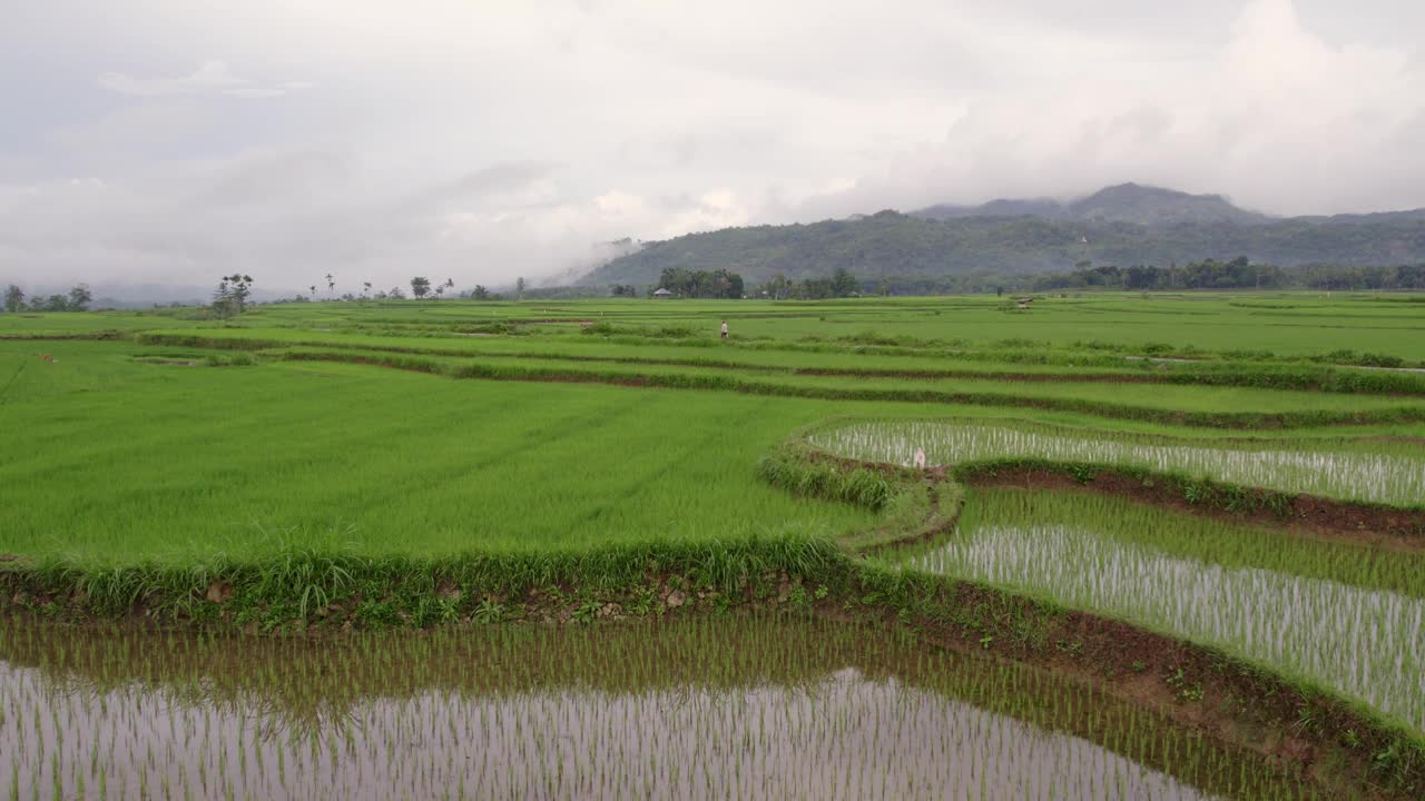 鸟瞰印尼松巴岛威卡库拉的稻田和梯田。视频素材