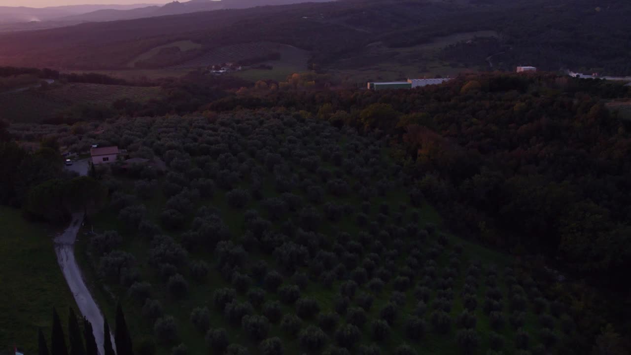 鸟瞰夕阳下意大利乡村的橄榄树，格罗塞托。视频素材