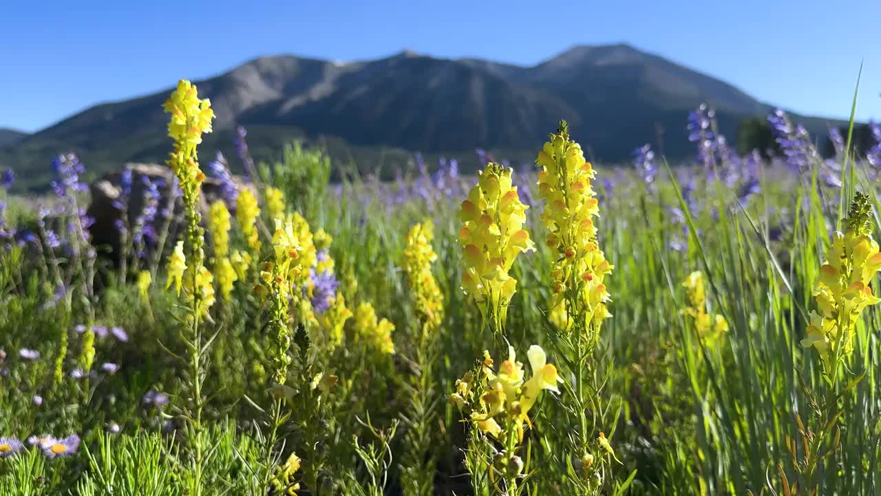 科罗拉多州克雷斯特德巴特的夏日野花视频下载