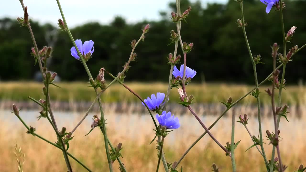 Falsterbokanalen, sk<s:1>，瑞典- 2024视频素材