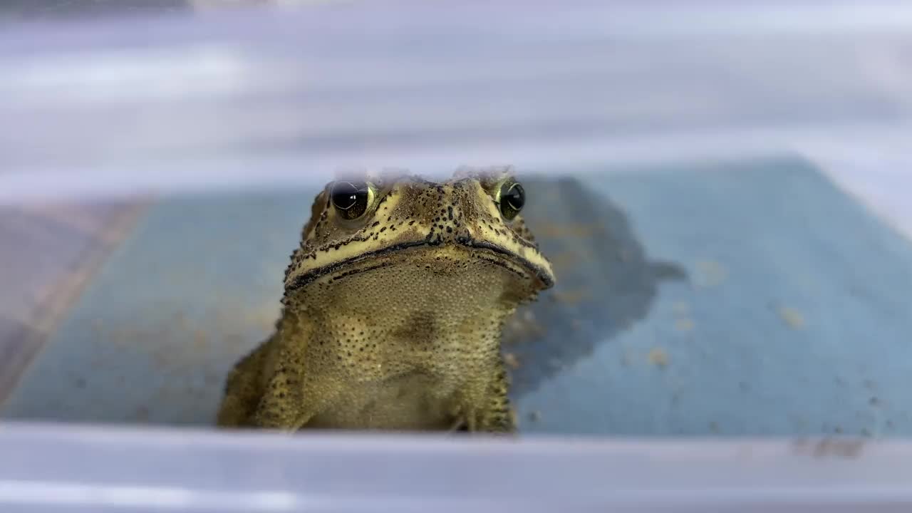 亚洲黑棘蟾蜍(Duttaphrynus melanotictus)注视照相机视频素材