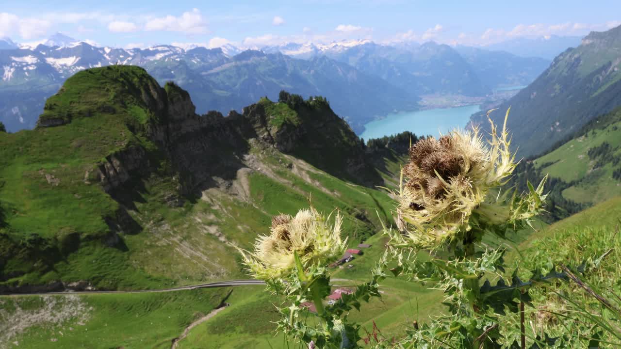 高山背景的山花，多刺的蓟植物视频素材