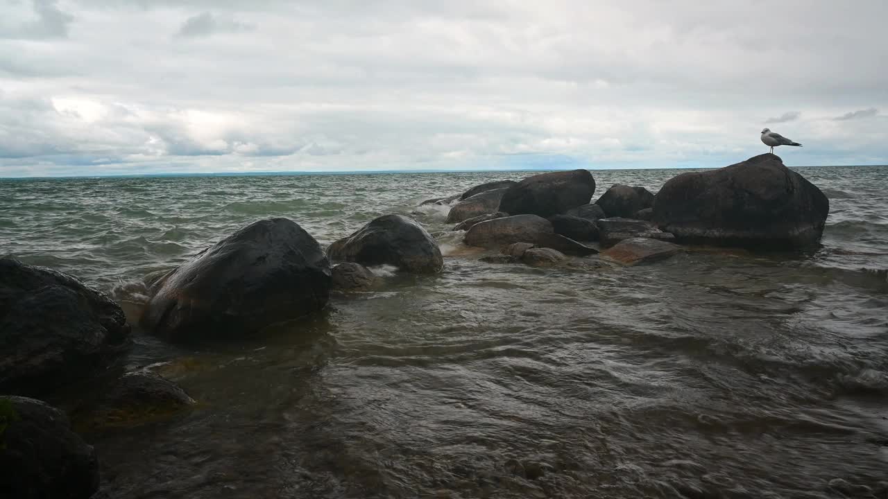 岩石海岸，岩石上的海鸥视频下载