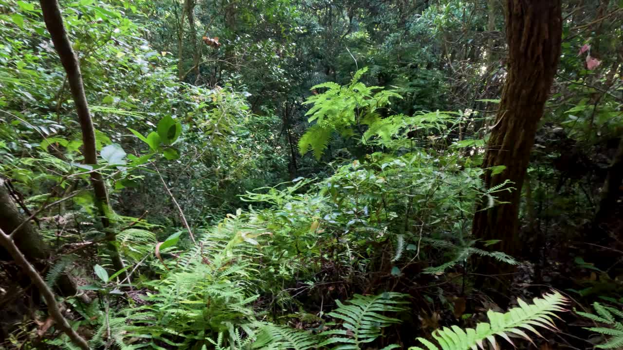 昆州春溪郁郁葱葱的森林视频素材