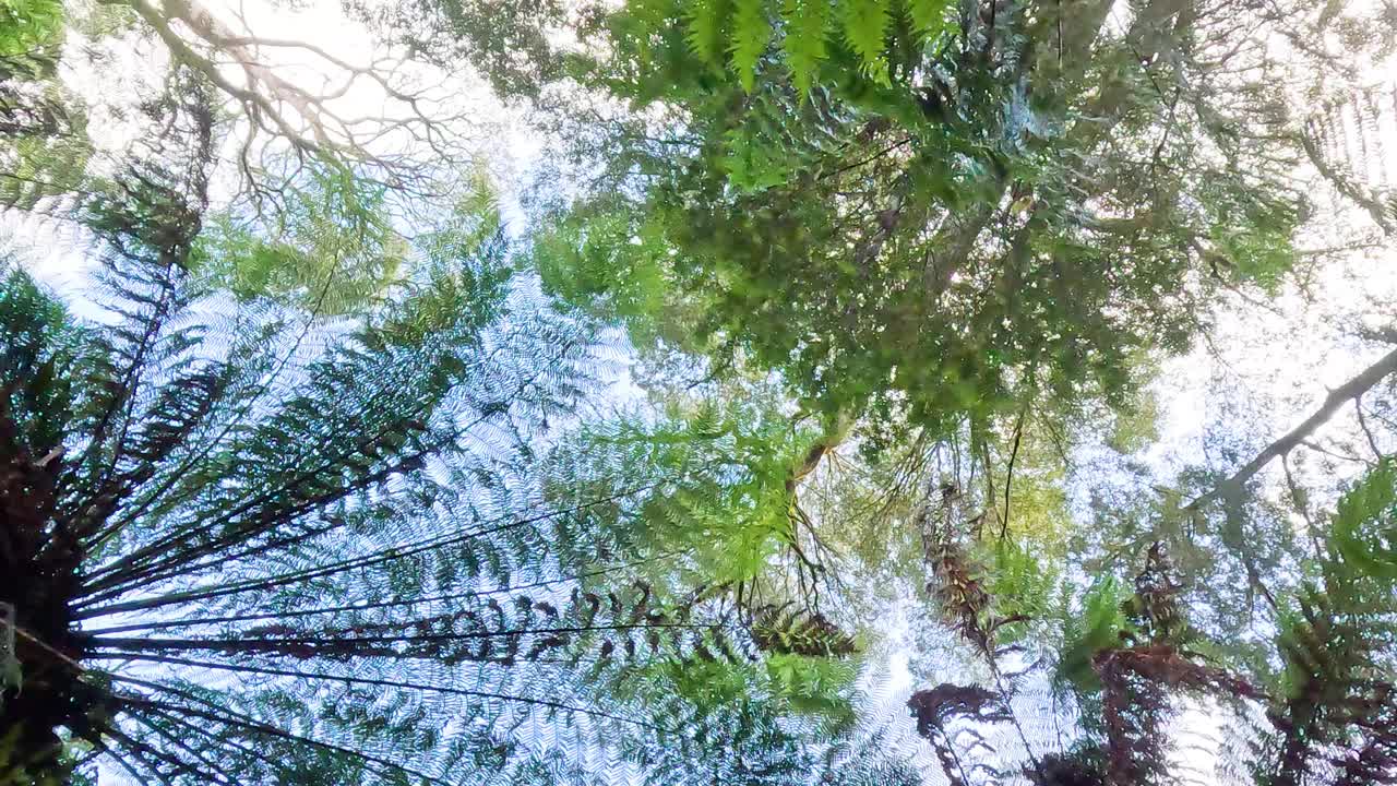 墨尔本的雨林冠层视频素材