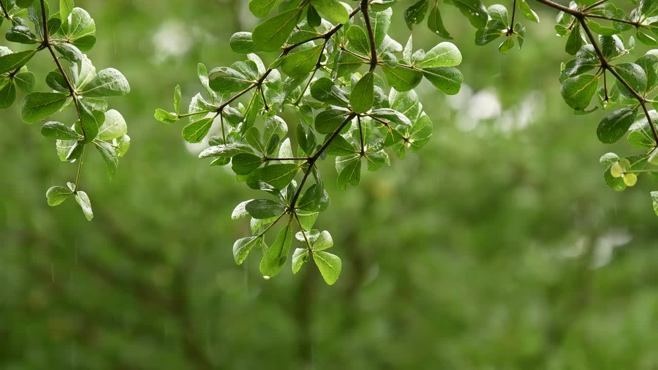 象牙海岸杏树(Terminalia ivorensis叶)在雨季的分支。视频素材