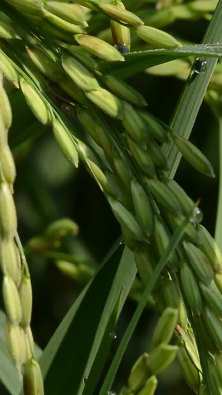 水稻植物的垂直视频片段视频下载