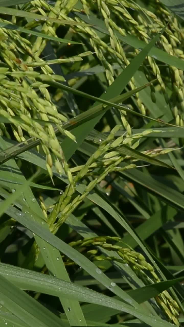 水稻植物的垂直视频片段视频下载