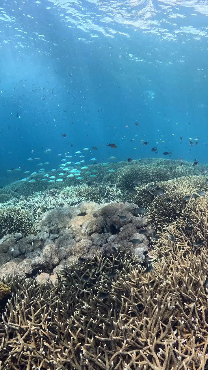 印度尼西亚的海洋生物视频素材