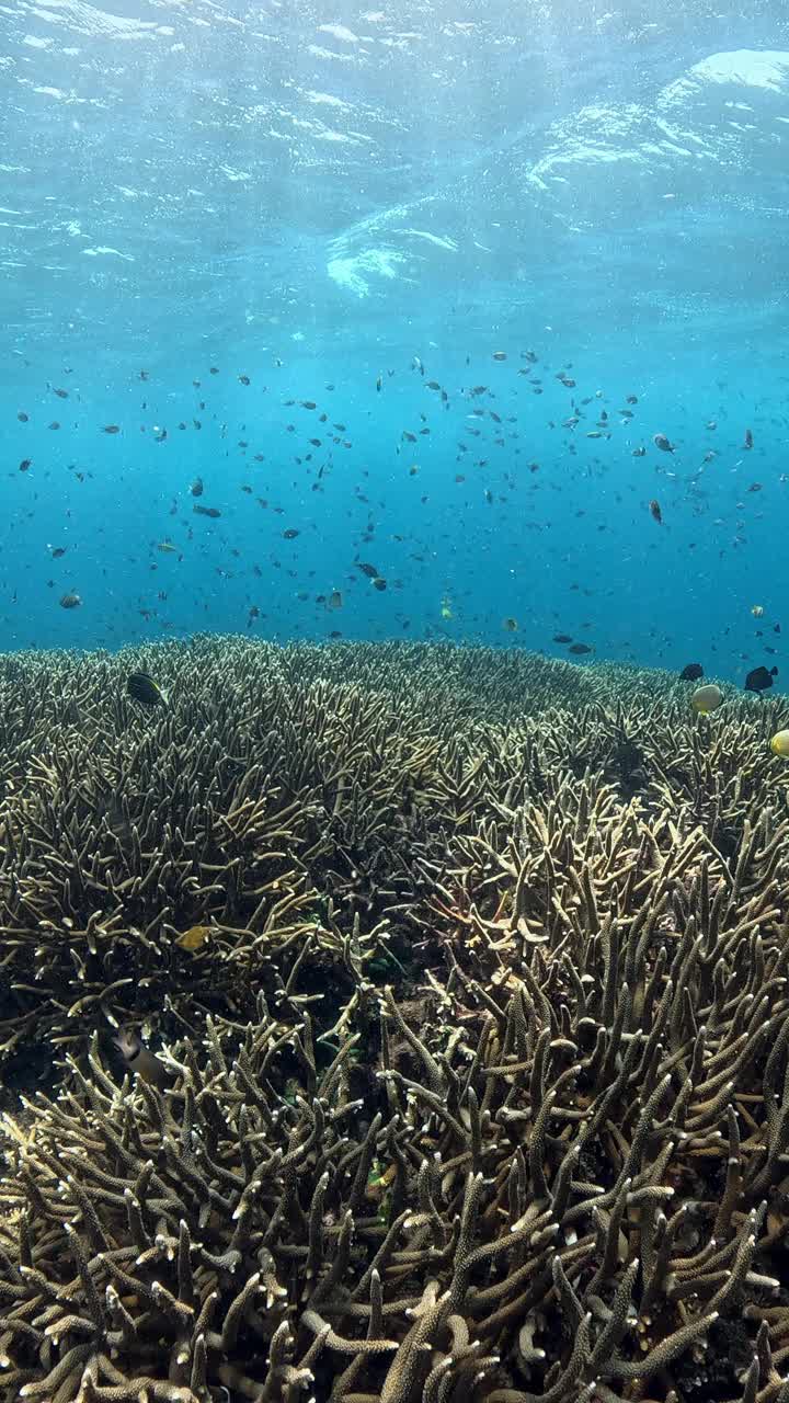 印度尼西亚的海洋生物视频素材