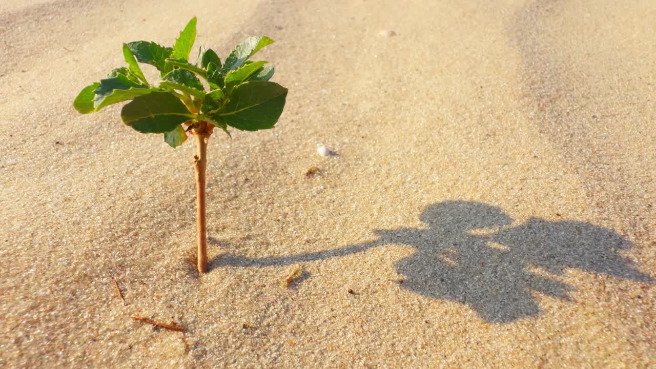 长在沙漠中的树的小芽。对生命的渴望。视频下载