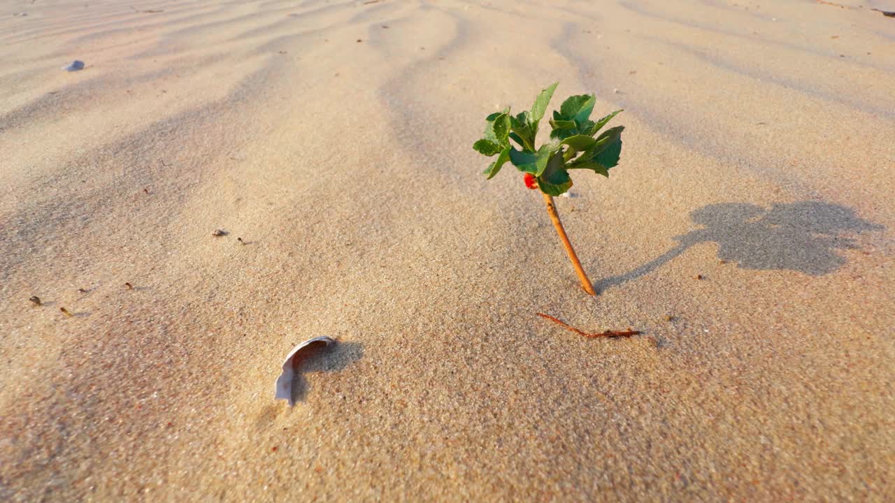 沙漠里的小绿芽，热沙上的小虫。视频素材