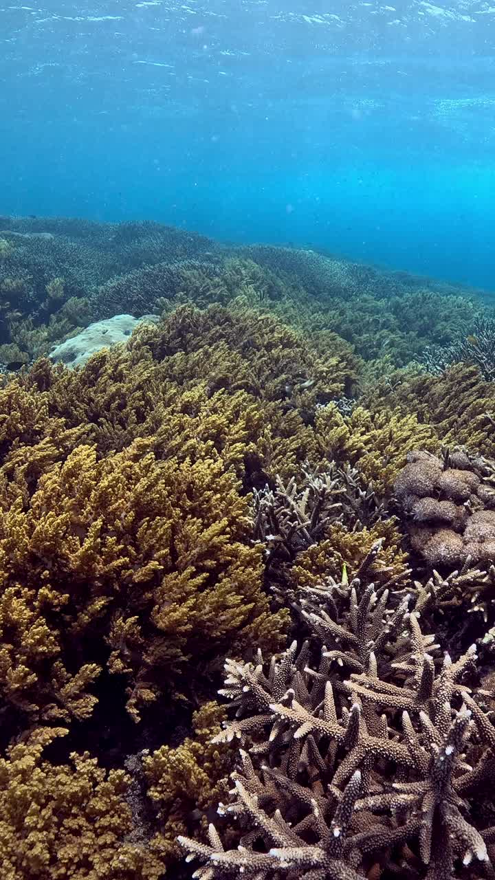 印度尼西亚的海洋生物视频素材