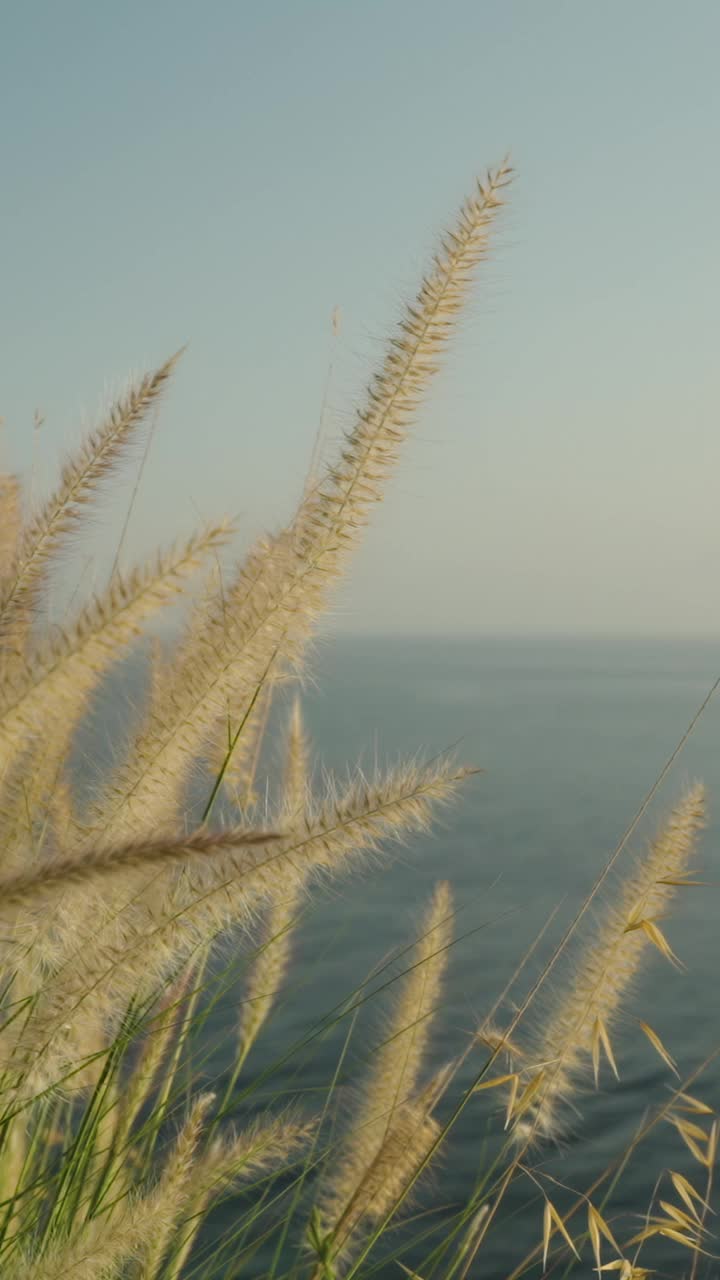 垂直视频。在海边的高悬崖上享受片刻的沉默与和平，看着美丽的草在日落时随风摇曳。视频素材