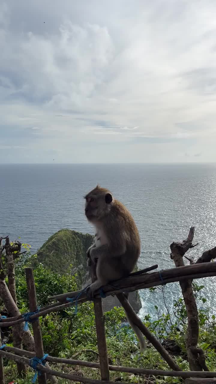 印度尼西亚巴厘岛努沙佩尼达，一只猴子坐在克林金海滩人行道附近的篱笆上视频下载