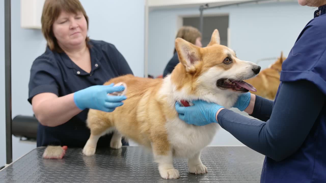 两位美容师正在用特殊的梳子和工具为一只可爱的柯基犬打理皮毛。兽医诊所的预约。专业的宠物护理。视频下载