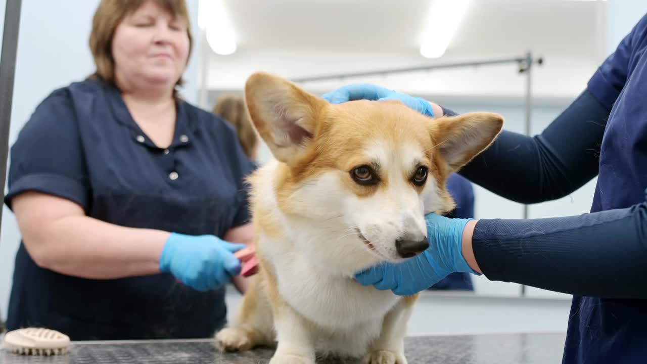 两位美容师正在用特殊的梳子和工具为一只可爱的柯基犬打理皮毛。兽医诊所的预约。专业的宠物护理。视频下载