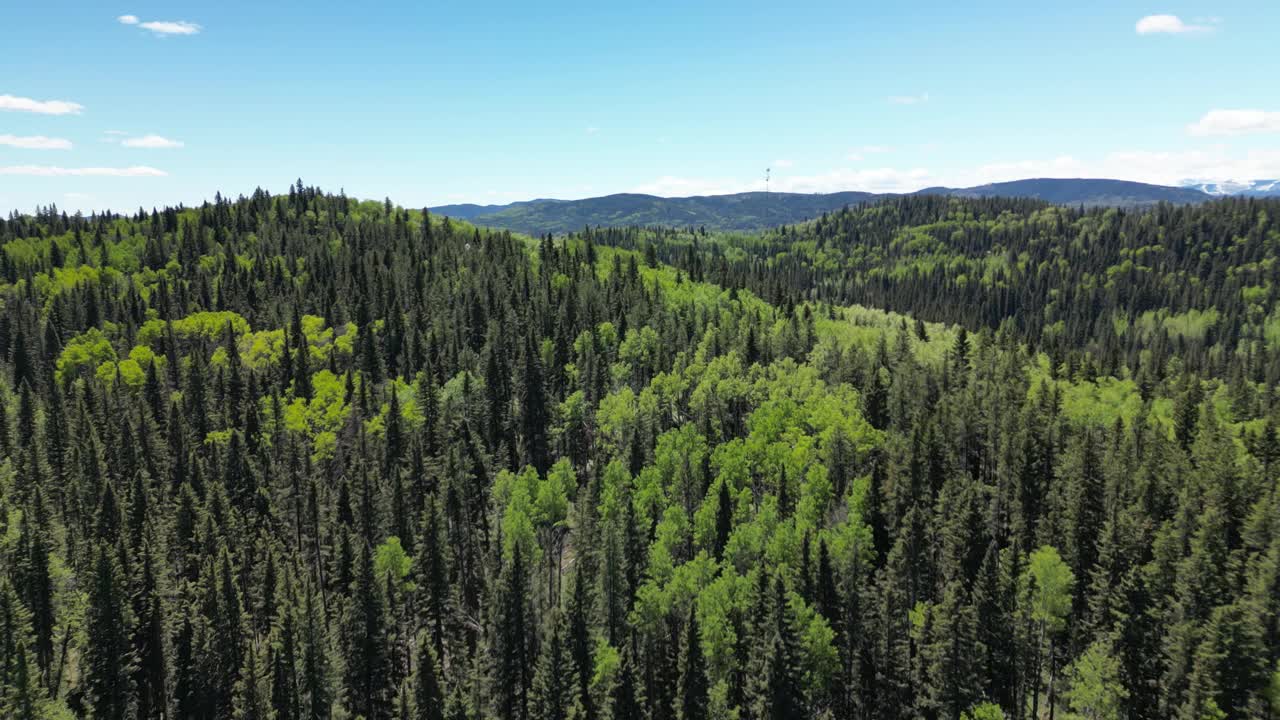 在郁郁葱葱的松林上空，美丽的蓝天和巍峨的高山矗立在背景上。质地清新，从紧张的生活中解脱出来。自然景观视频下载