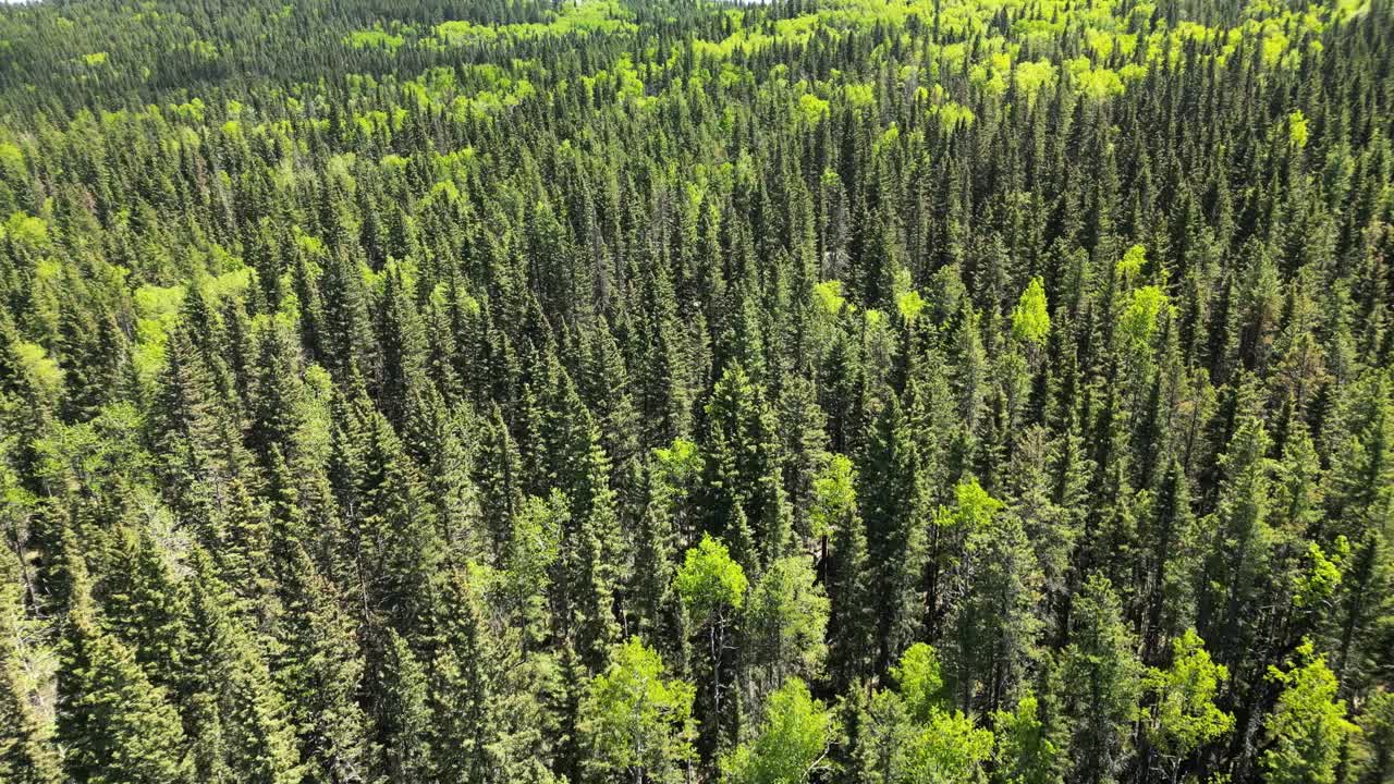 在郁郁葱葱的松林上空，美丽的蓝天和巍峨的高山矗立在背景上。质地清新，从紧张的生活中解脱出来。自然景观视频下载