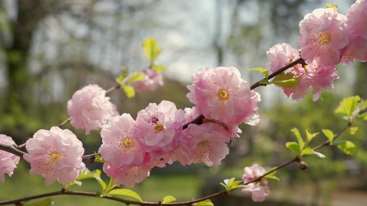 粉红色的梅花枝，在春天开花视频下载