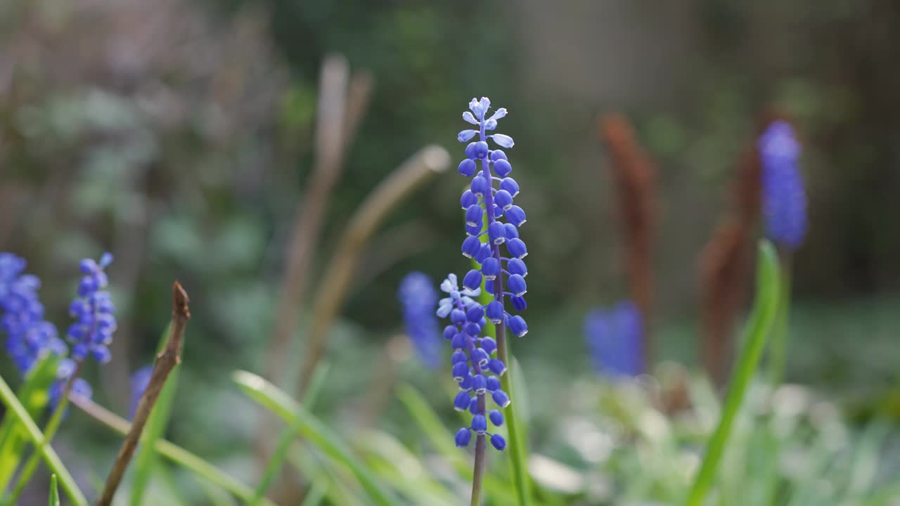 蓝色的葡萄风信子花盛开在春天的花园里视频下载