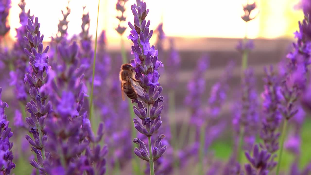 蜜蜂寻找花蜜并在薰衣草上授粉蜜蜂寻找花蜜并在薰衣草花上授粉视频素材