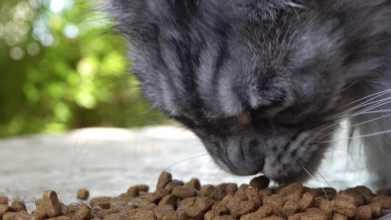 灰色缅因猫吃干猫粮特写视频下载