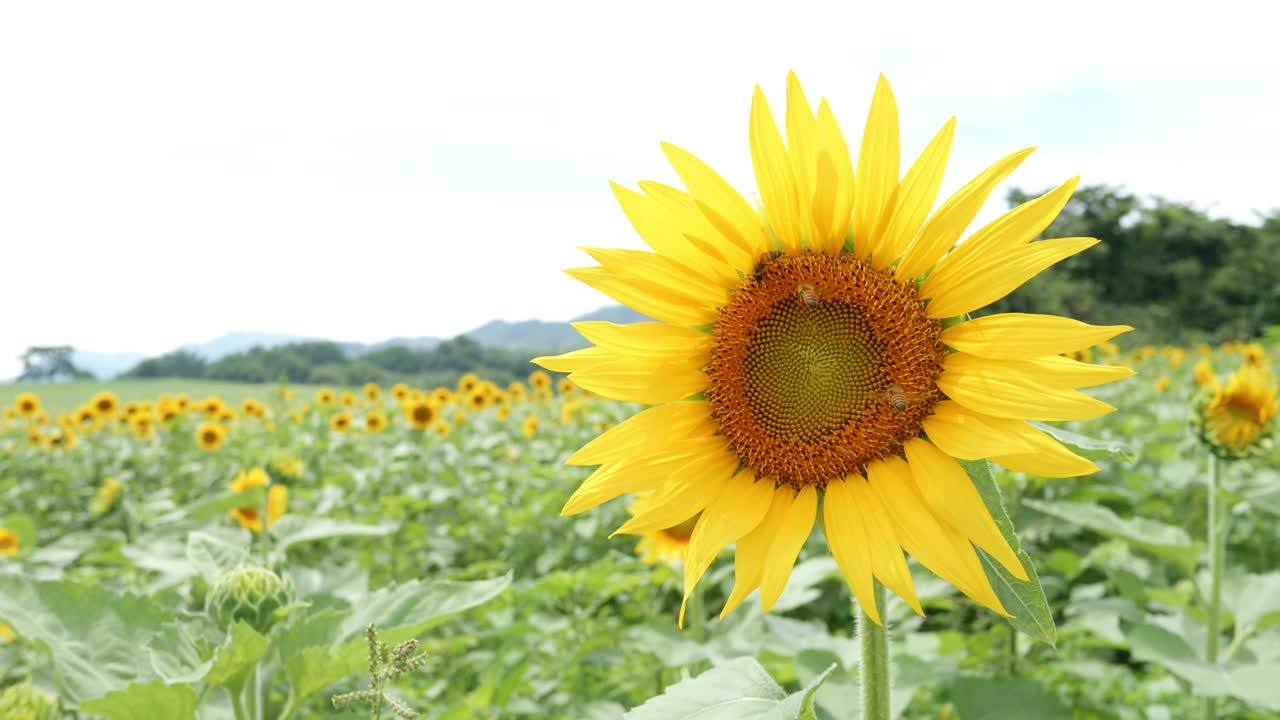 一只黄蜂在夏天喝向日葵的花蜜，蜂蜜还是昆虫，没有人，4K慢动作视频下载