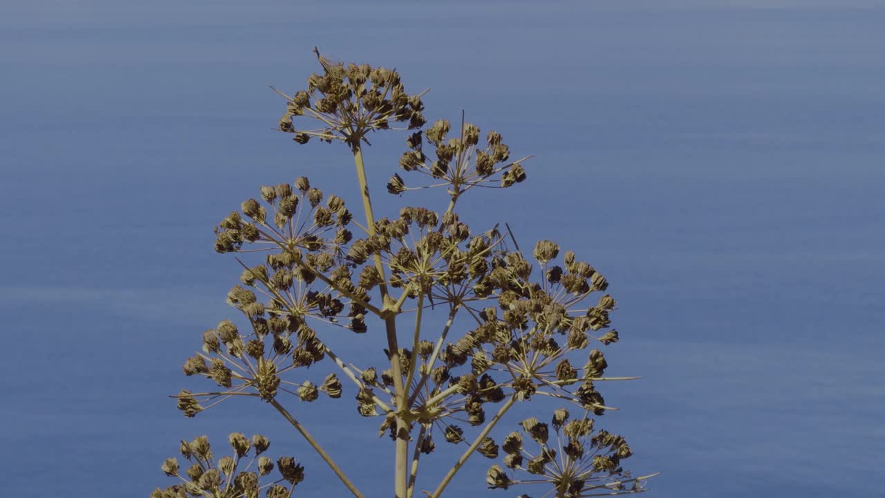 美丽的夏季植物视频素材