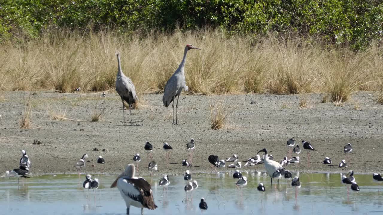 Brolga。视频下载