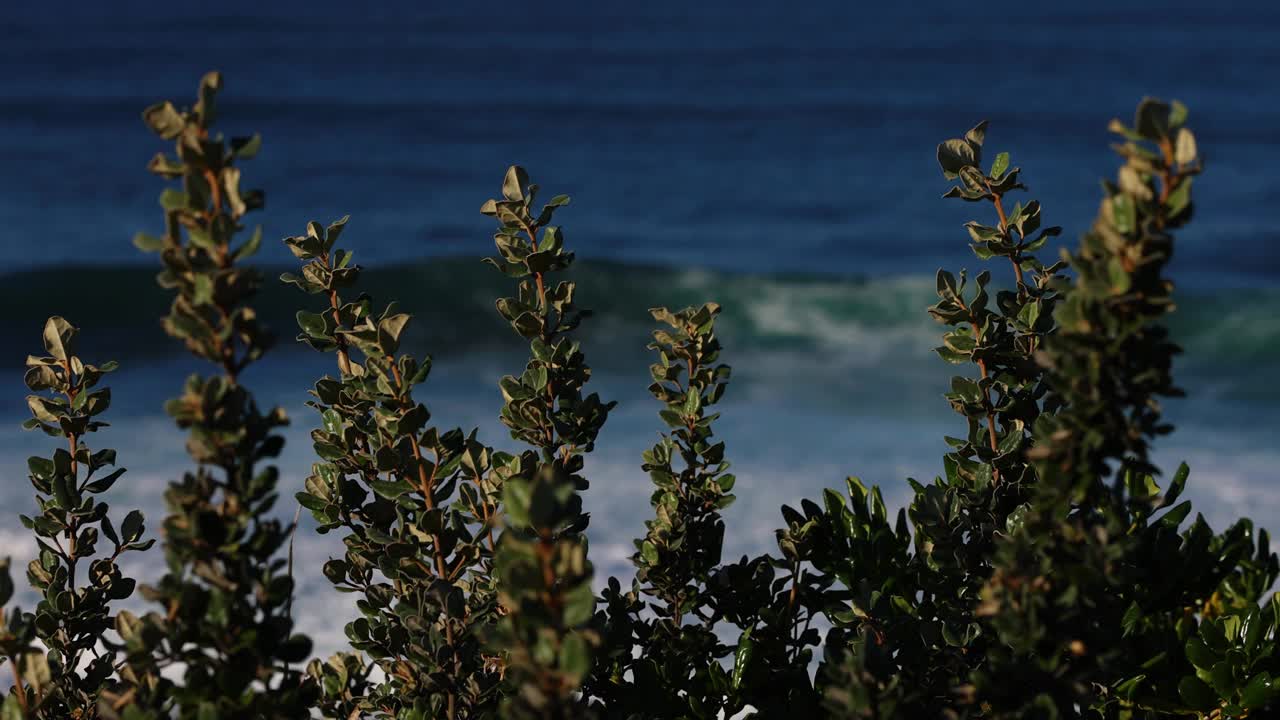 海岸的植物被温暖的夕阳照亮，拍摄在海角的高处，蓝色的海浪在远处破碎。视频下载