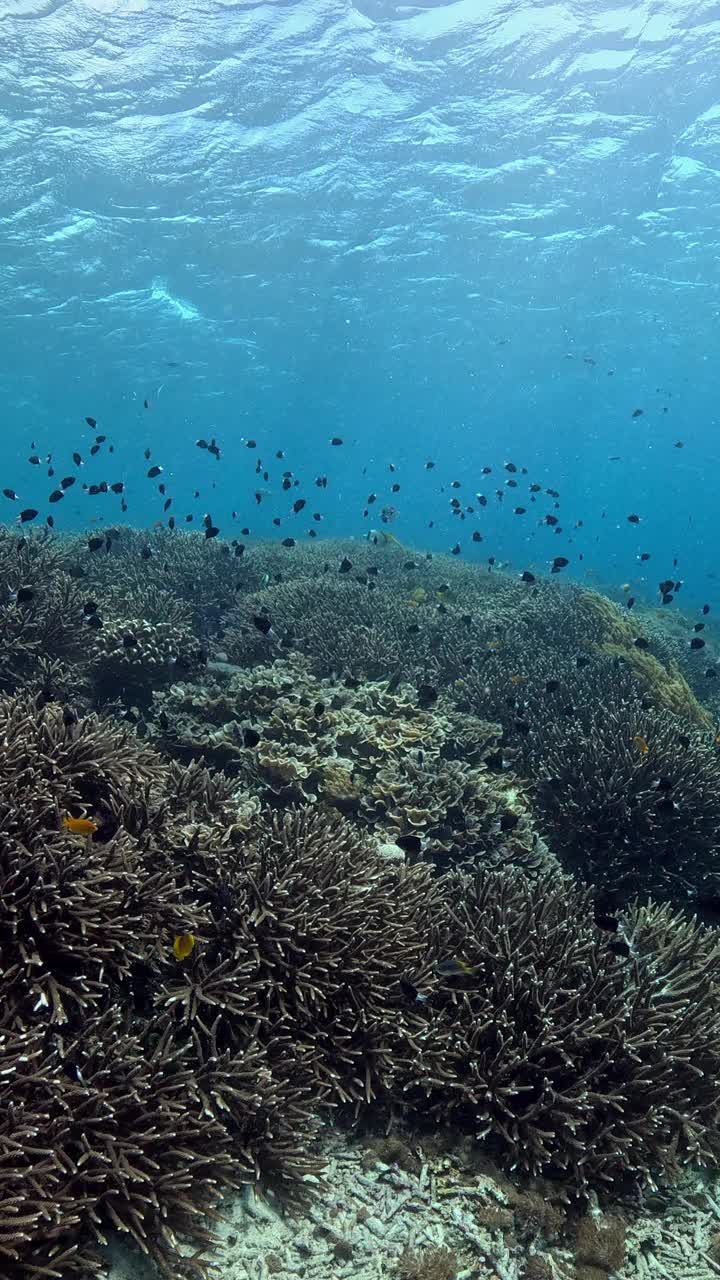 印度尼西亚的海洋生物视频素材