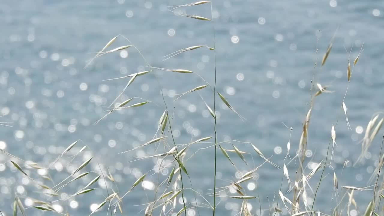 波光粼粼的夏天氛围美学背景与干燥的草药和蓝色闪闪发光的高清视频大海视频下载