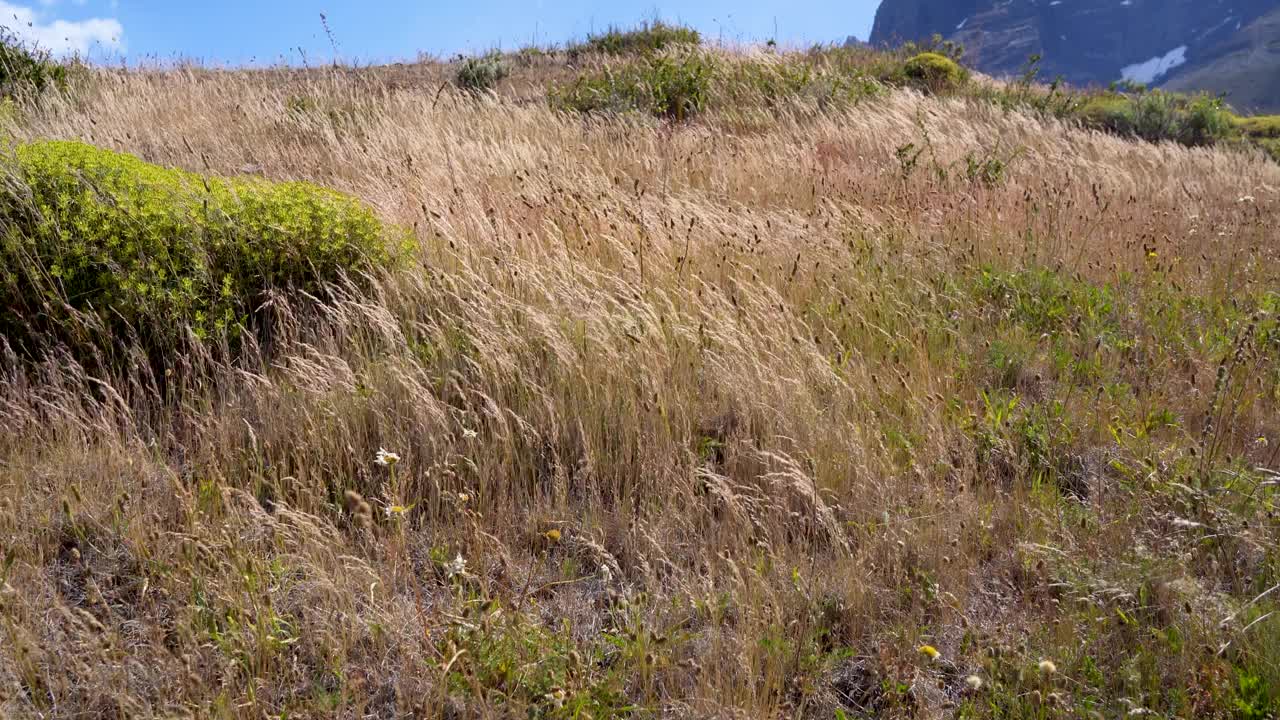 智利巴塔哥尼亚托雷斯德尔潘恩国家公园强风中的草地特写视频素材