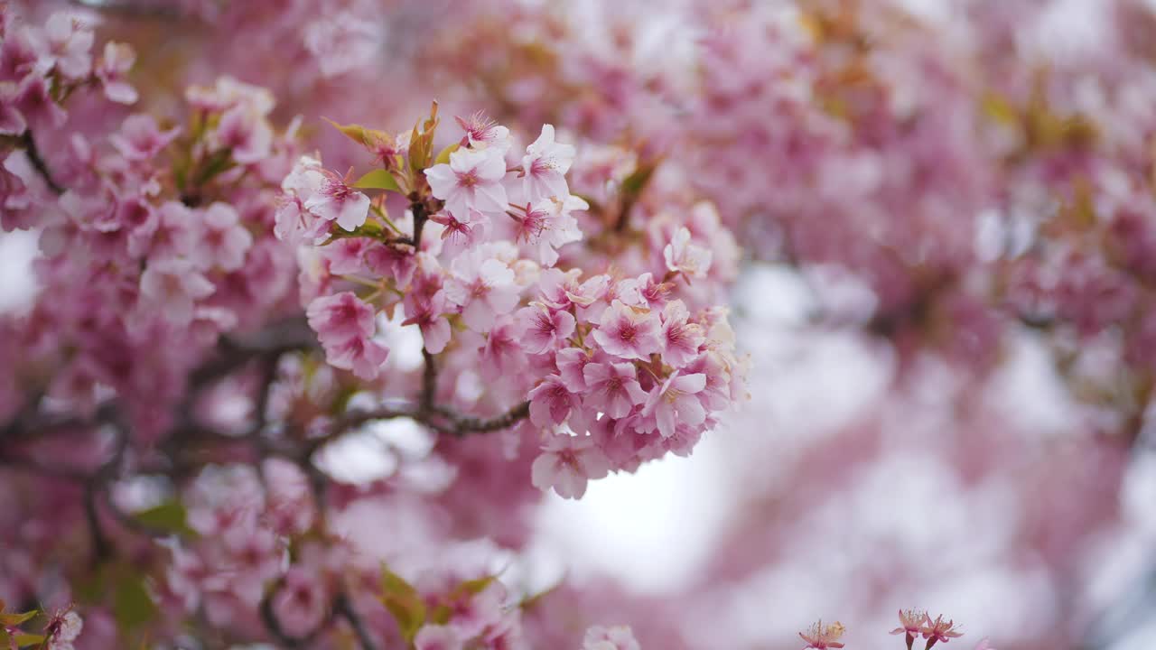 樱花或樱花视频素材