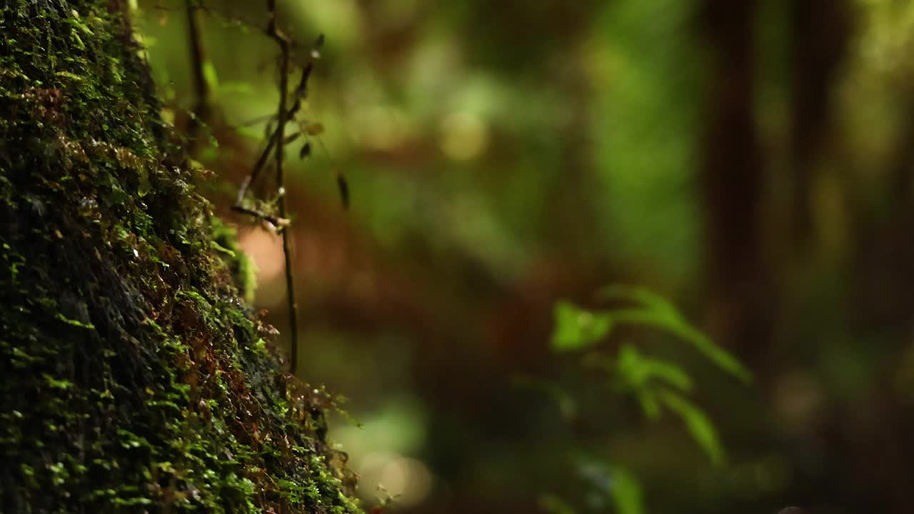 雨滴落在树叶上视频素材