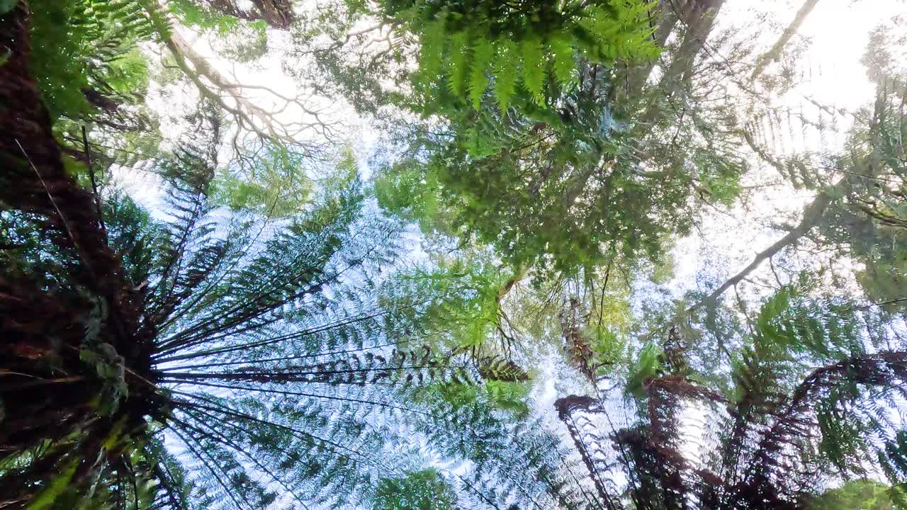 墨尔本的雨林冠层视频素材