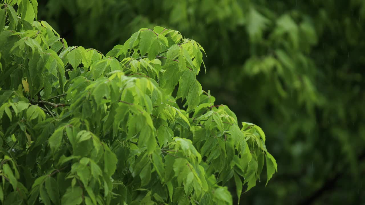 夏天雨后的风里，绿叶轻轻摇曳视频素材