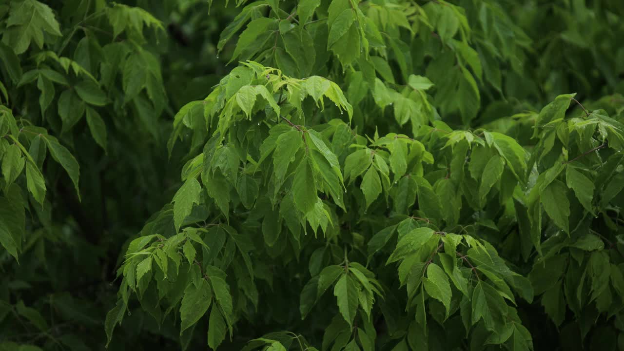 夏天雨后的风里，绿叶轻轻摇曳视频素材