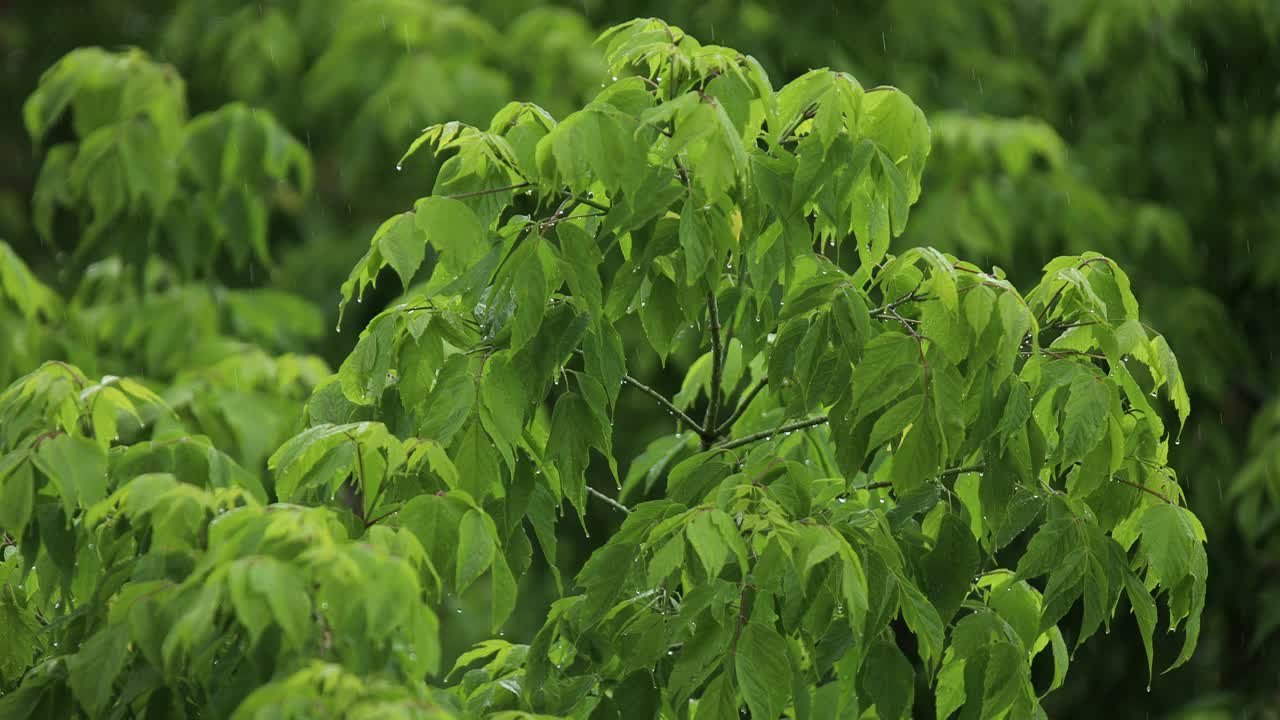 绿叶在雨后的风中轻轻摇曳视频素材