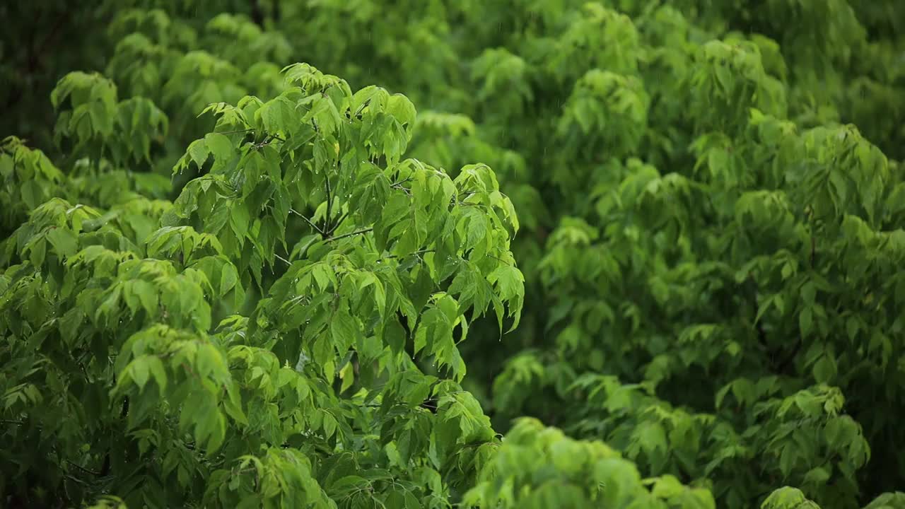 夏天雨后的风里，绿叶轻轻摇曳视频素材