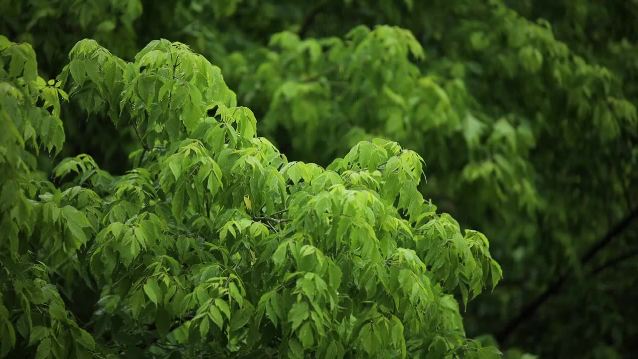 夏天雨后的风里，绿叶轻轻摇曳视频素材