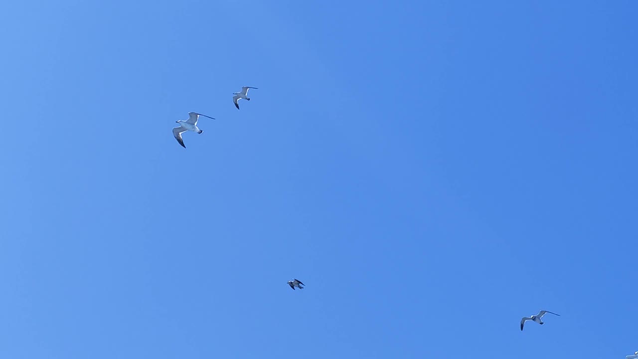 海鸥飞翔，海鸥滑翔，阳光明媚，天空晴朗视频下载