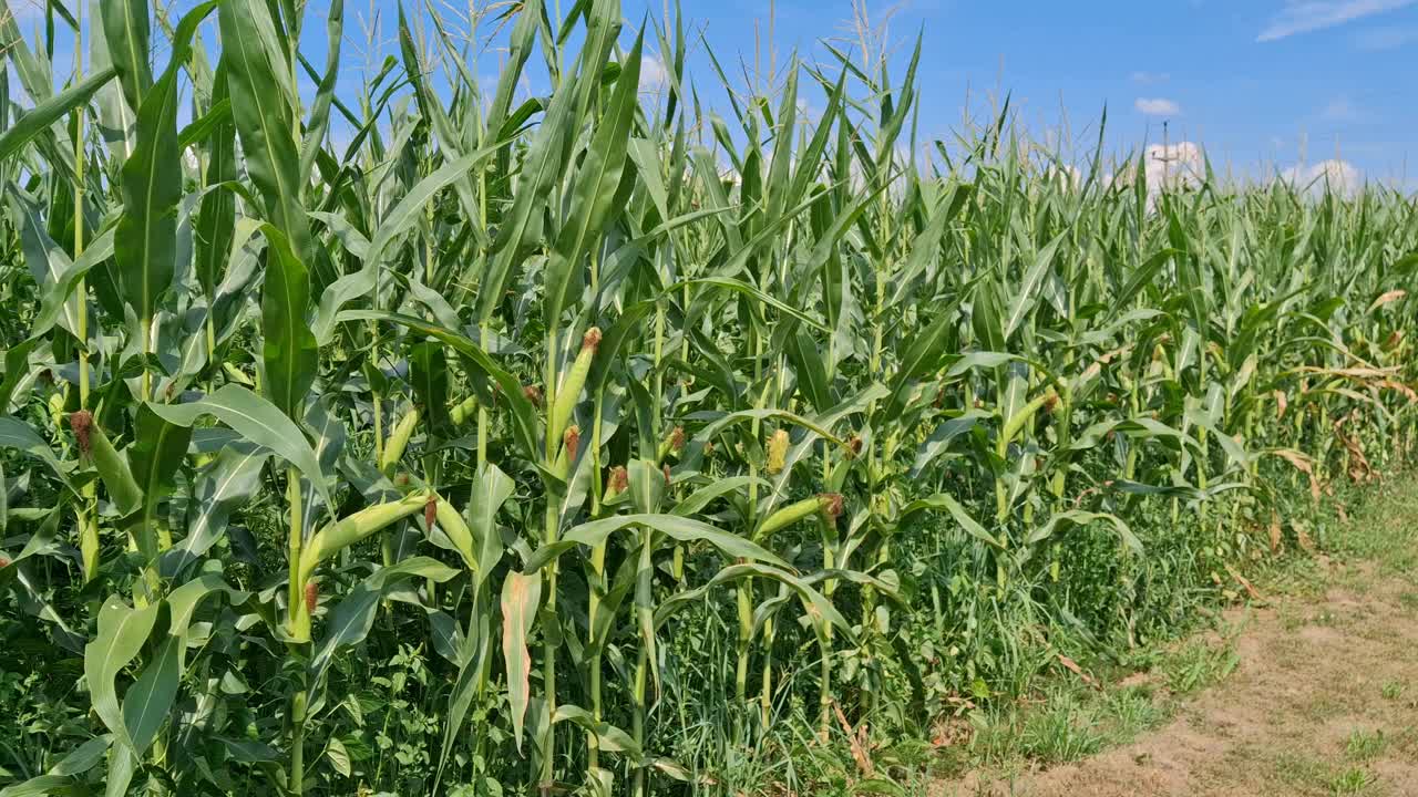 罗马尼亚马拉穆列什县夏天的玉米地。玉米地视频视频素材