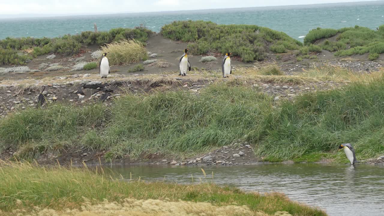 夏天在智利火地岛的王企鹅视频下载