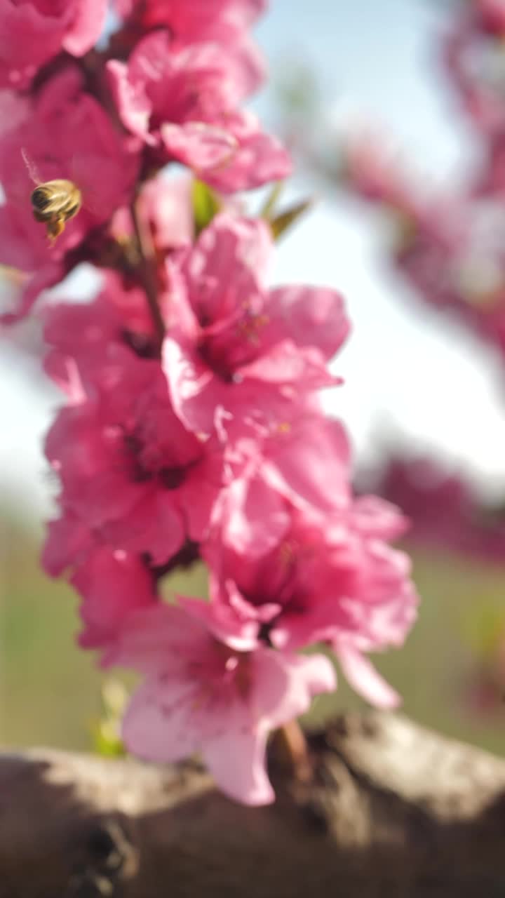 垂直视频，一只飞行的工蜂在它的腿上携带着蜂蜜袋，从开花的桃树的彩色粉红色花朵上收集蜂蜜。视频素材